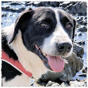 Leonidas, male Mixed Breed for adoption at Dog Rescue Greece, NL-wide