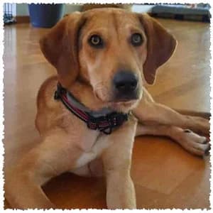Lily, female Mixed Breed for adoption at Dog Rescue Greece, NL-wide