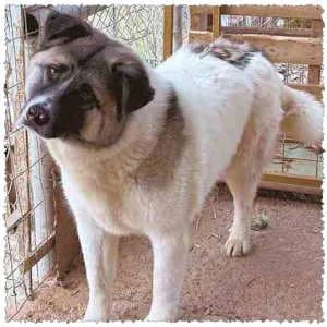 Maria, female Mixed Breed for adoption at Dog Rescue Greece, NL-wide