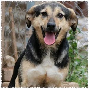 Melina, female 6yo Mixed Breed for adoption at Dog Rescue Greece, NL-wide