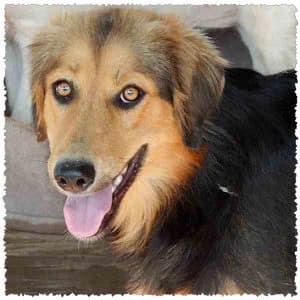 Nancy, female young Mixed Breed for adoption at Dog Rescue Greece, NL-wide