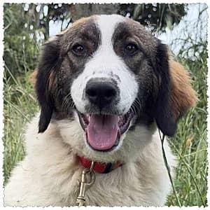 Naya, female puppy Mixed Breed for adoption at Dog Rescue Greece, NL-wide