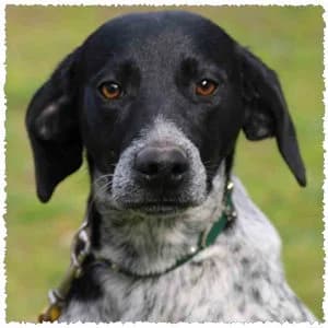 Paco, male Mixed Breed for adoption at Dog Rescue Greece, NL-wide