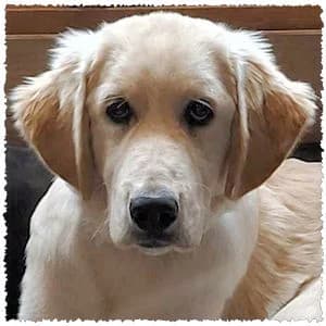 Philimon, male puppy Mixed Breed for adoption at Dog Rescue Greece, NL-wide