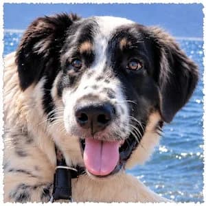 Phoenix, male puppy Mixed Breed for adoption at Dog Rescue Greece, NL-wide