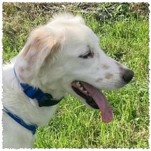 Phreya, female puppy Mixed Breed for adoption at Dog Rescue Greece, NL-wide