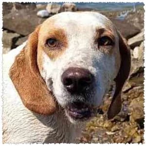 Pluto, male puppy Mixed Breed for adoption at Dog Rescue Greece, NL-wide