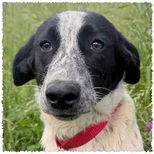 Rafaela, female puppy Mixed Breed for adoption at Dog Rescue Greece, NL-wide