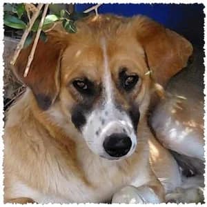 Regina, female young Mixed Breed for adoption at Dog Rescue Greece, NL-wide