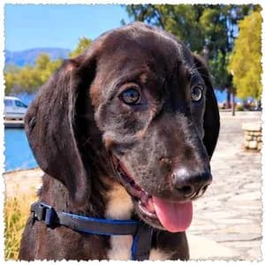 Roberto, male puppy Mixed Breed for adoption at Dog Rescue Greece, NL-wide
