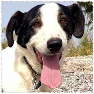 Sammie, male 3yo Mixed Breed for adoption at Dog Rescue Greece, NL-wide