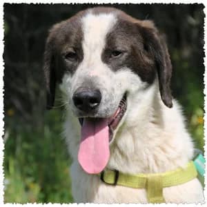 Stitch, male Mixed Breed for adoption at Dog Rescue Greece, NL-wide
