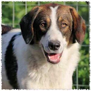 Taco, male young Mixed Breed for adoption at Dog Rescue Greece, NL-wide