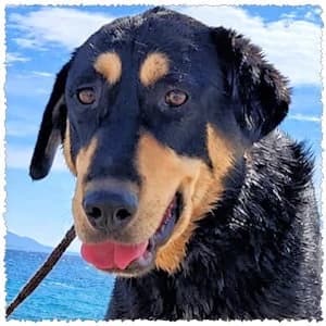 Thelma, female young Mixed Breed for adoption at Dog Rescue Greece, NL-wide