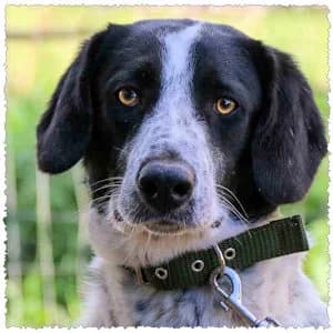 Tibor, male young Mixed Breed for adoption at Dog Rescue Greece, NL-wide