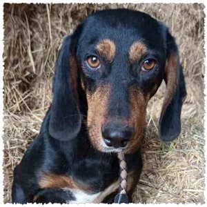 Vica, female young Mixed Breed for adoption at Dog Rescue Greece, NL-wide