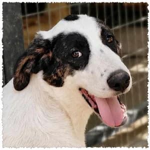 Victor, male puppy Mixed Breed for adoption at Dog Rescue Greece, NL-wide