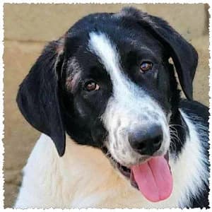 Vimmy, male puppy Mixed Breed for adoption at Dog Rescue Greece, NL-wide