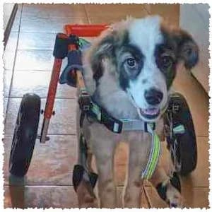 Zaya, female puppy Mixed Breed for adoption at Dog Rescue Greece, NL-wide