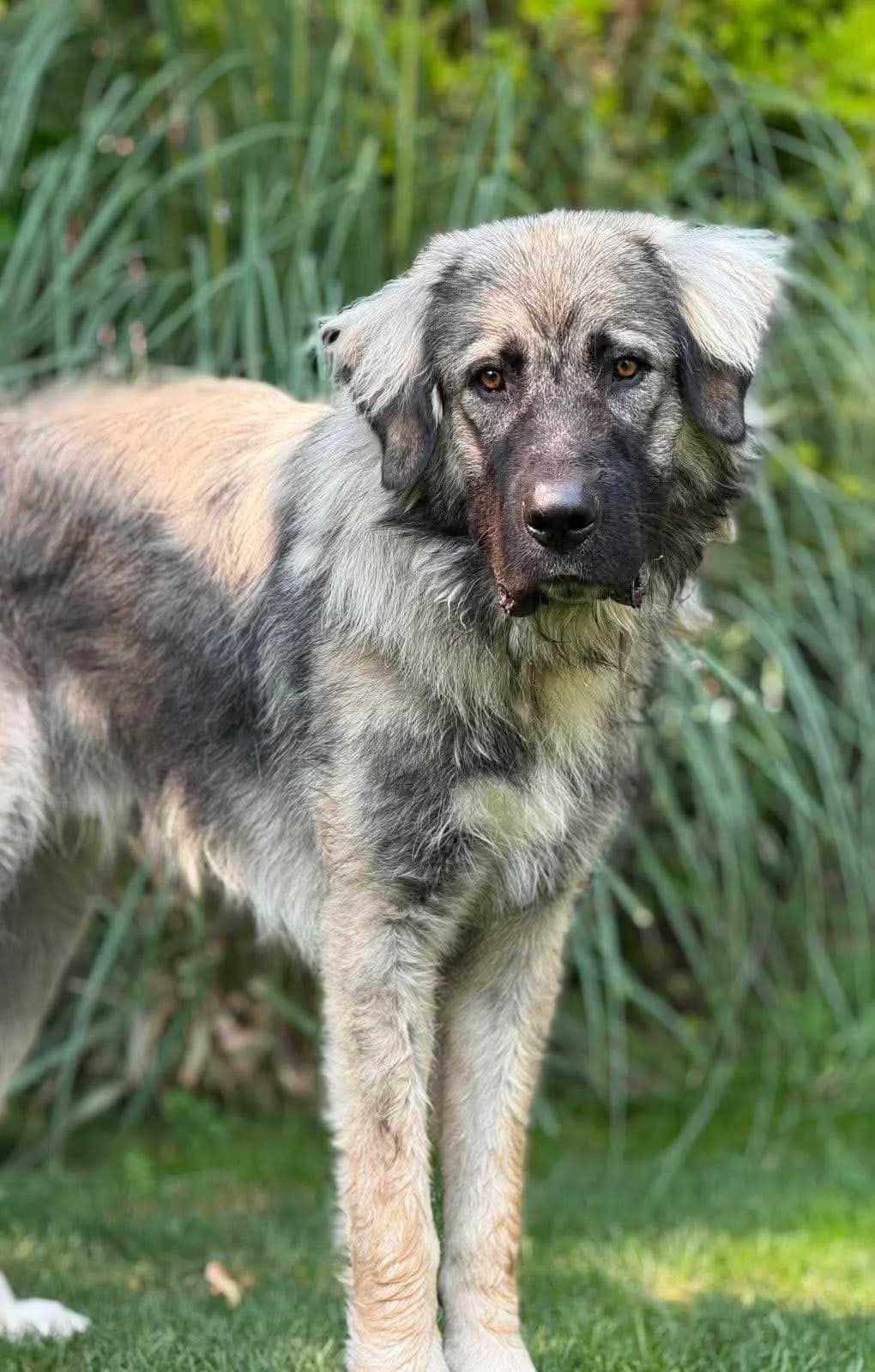 Bak, male Mixed Breed for adoption at Stichting Dogs on a Journey
