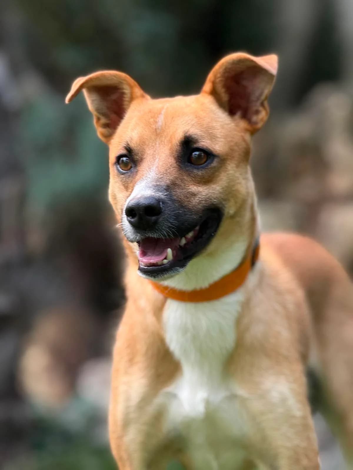 Barney, male young Mixed Breed for adoption at Stichting Dogs on a Journey