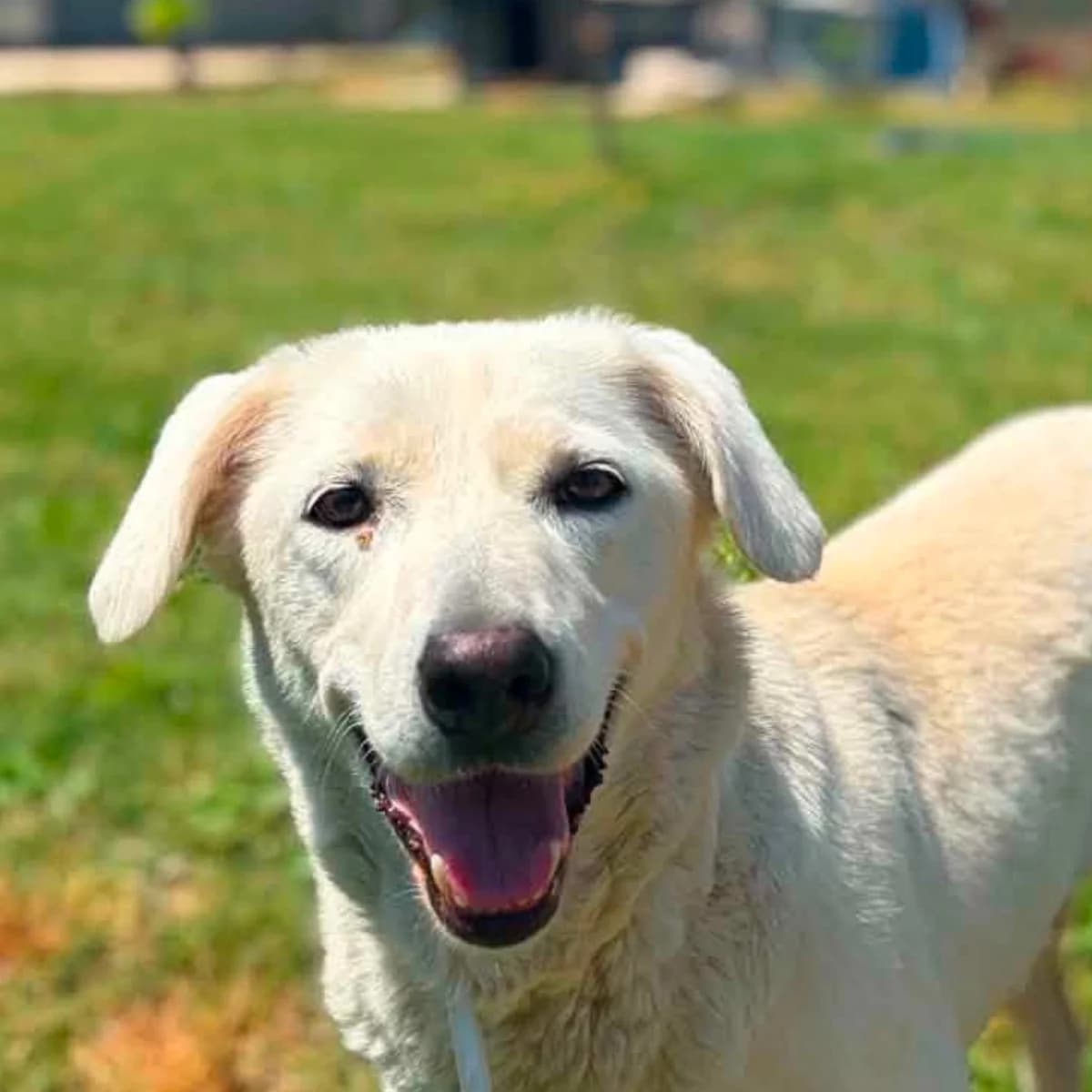 Belka, female 3yo Mixed Breed for adoption at Stichting Dogs on a Journey