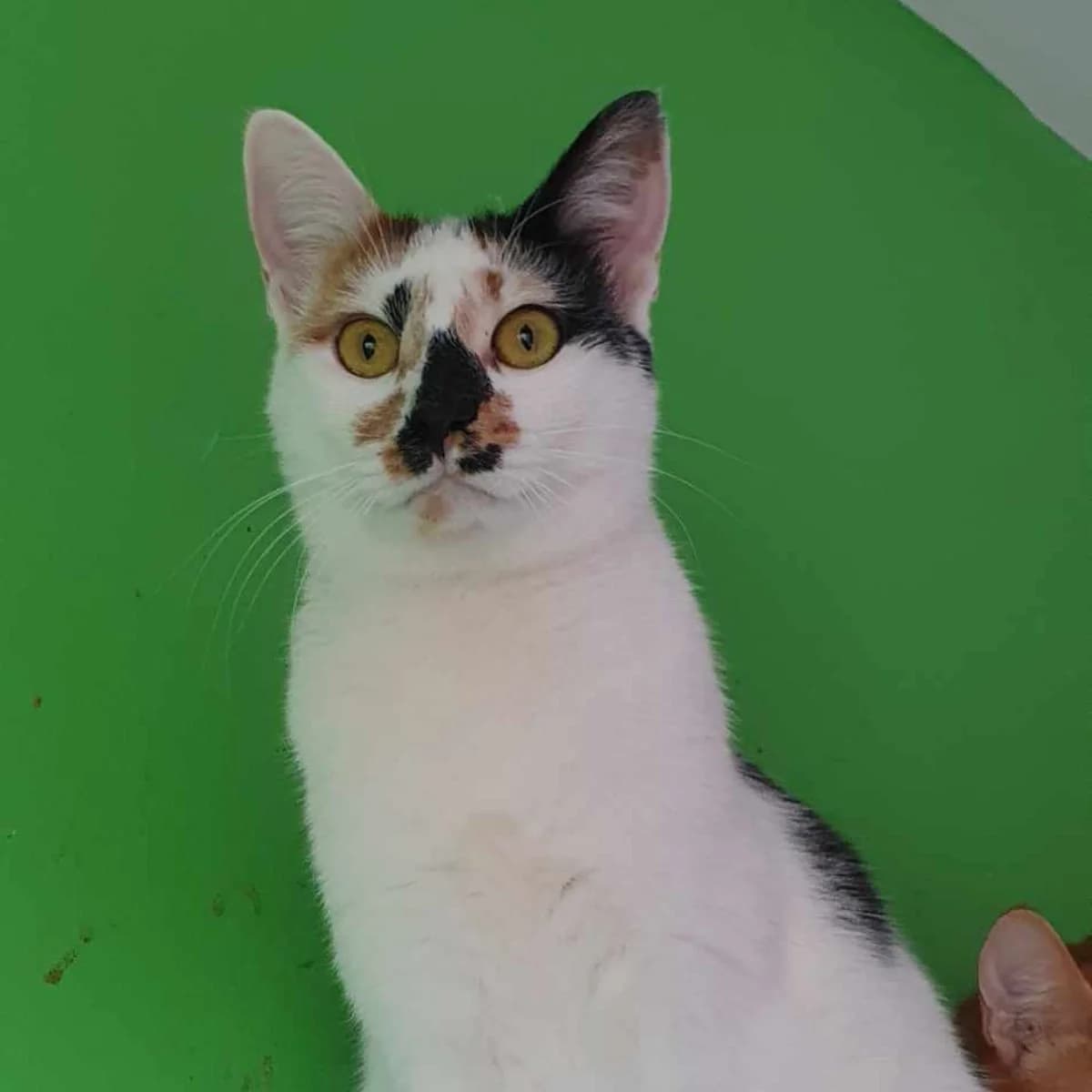 Bianca, female 3yo Mixed Breed for adoption at Stichting Dogs on a Journey