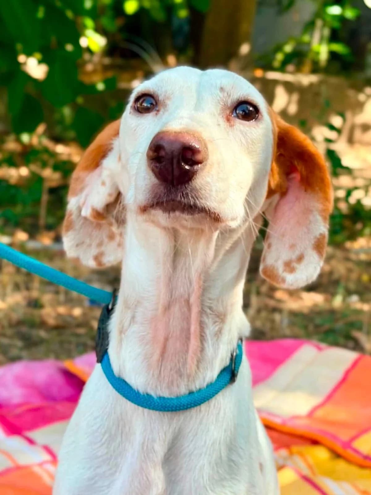 Dolly, female 3yo Mixed Breed for adoption at Stichting Dogs on a Journey