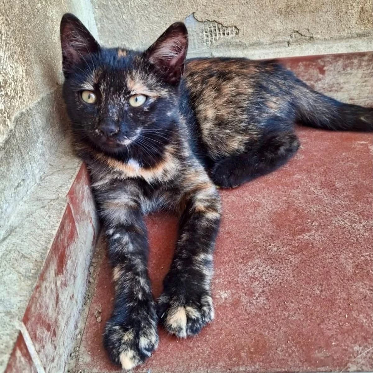 Ghalia, female puppy Mixed Breed for adoption at Stichting Dogs on a Journey