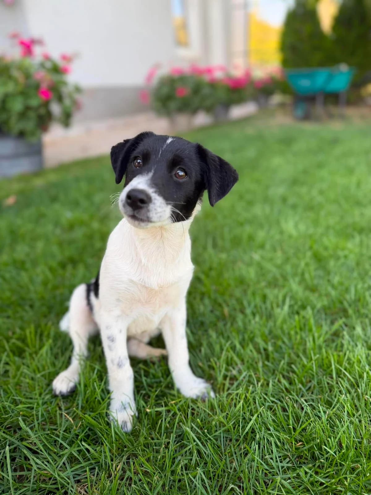 Izzy, female Mixed Breed for adoption at Stichting Dogs on a Journey