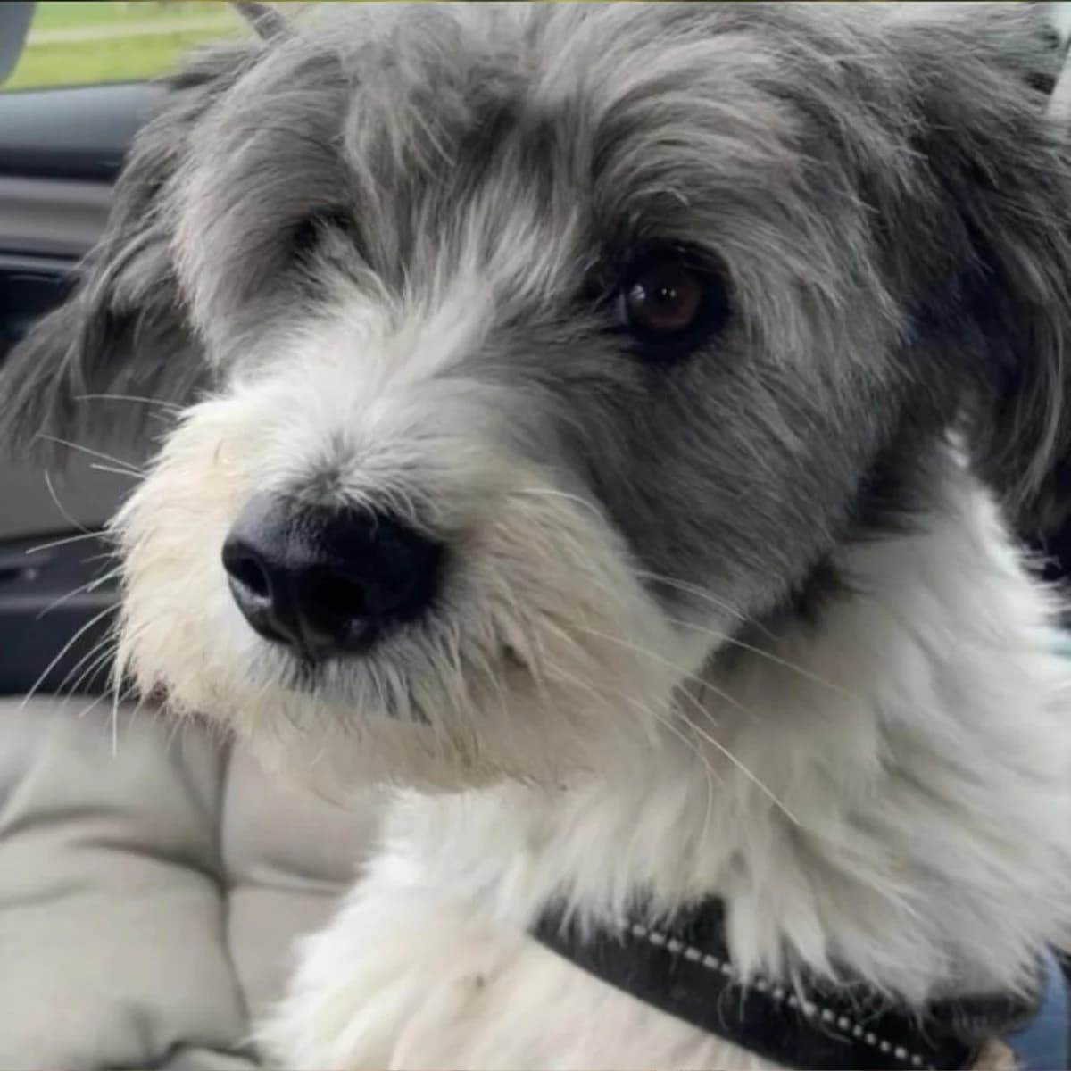 Jacky, female 6yo Mixed Breed for adoption at Stichting Dogs on a Journey