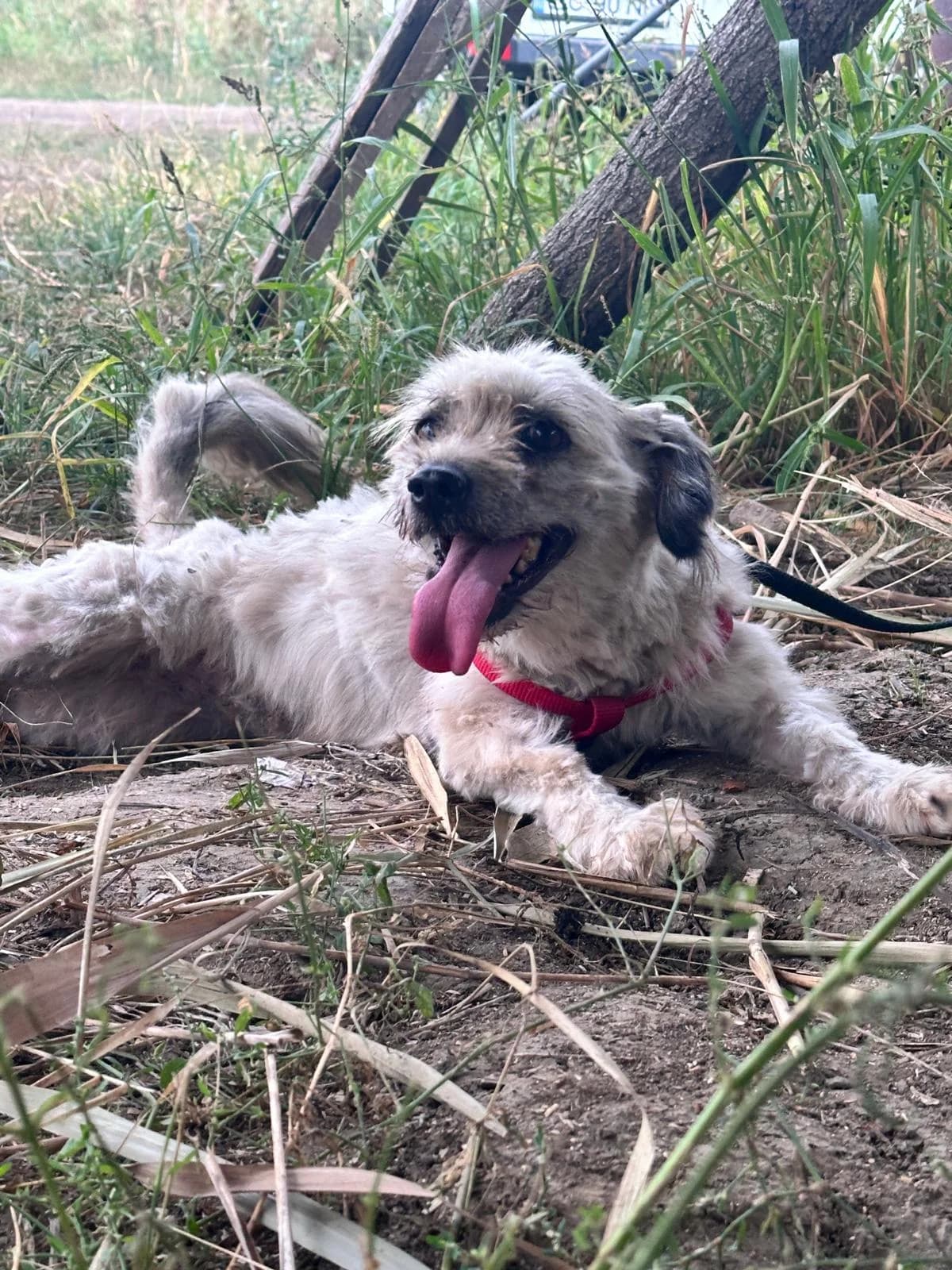 Jaida, female 3yo Mixed Breed for adoption at Stichting Dogs on a Journey