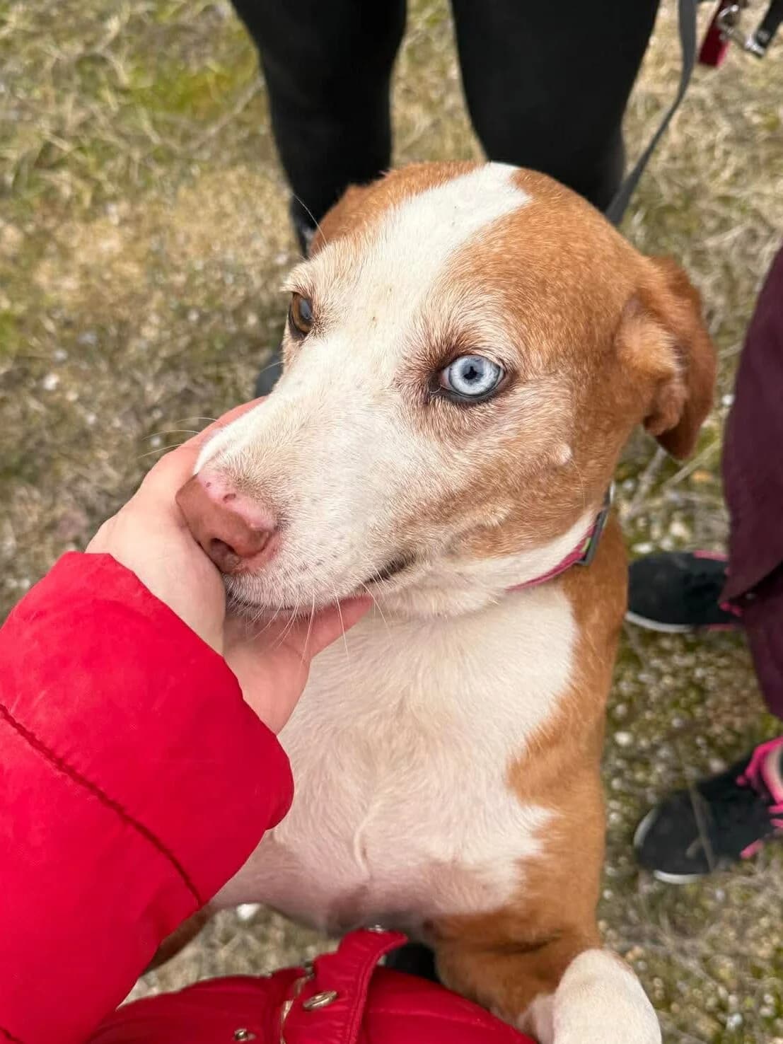 Jana, female 5yo Mixed Breed for adoption at Stichting Dogs on a Journey