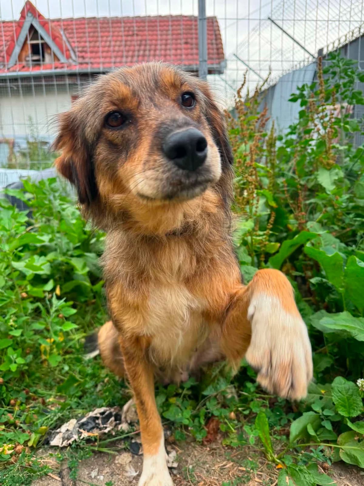 Jolie, female young Mixed Breed for adoption at Stichting Dogs on a Journey