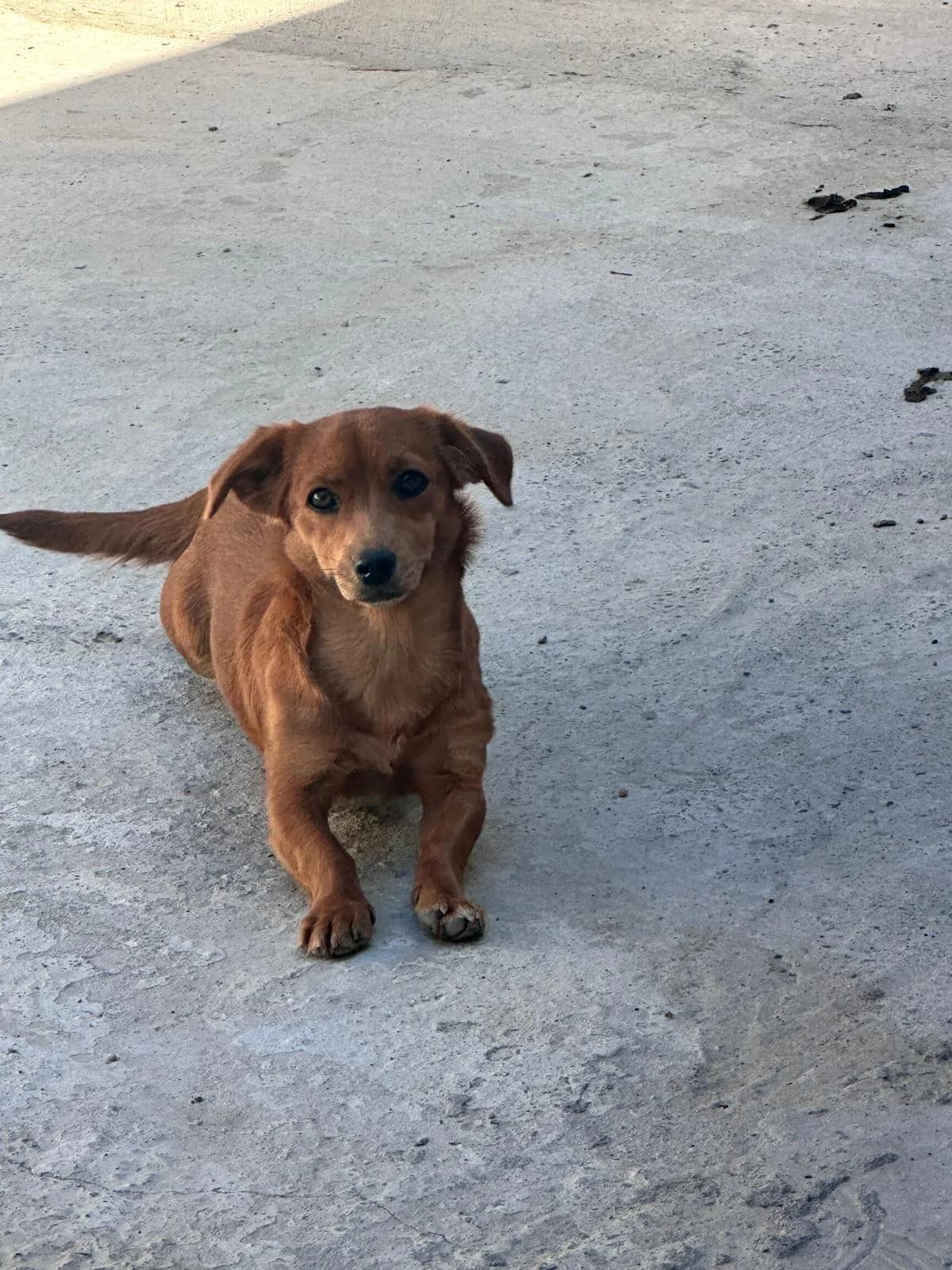 Keti, female puppy Mixed Breed for adoption at Stichting Dogs on a Journey