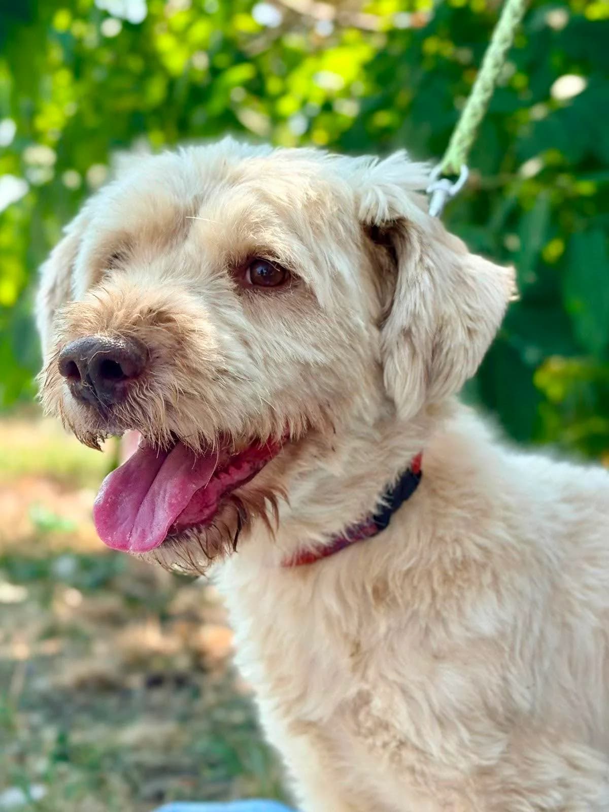 Lou, male 6yo Mixed Breed for adoption at Stichting Dogs on a Journey