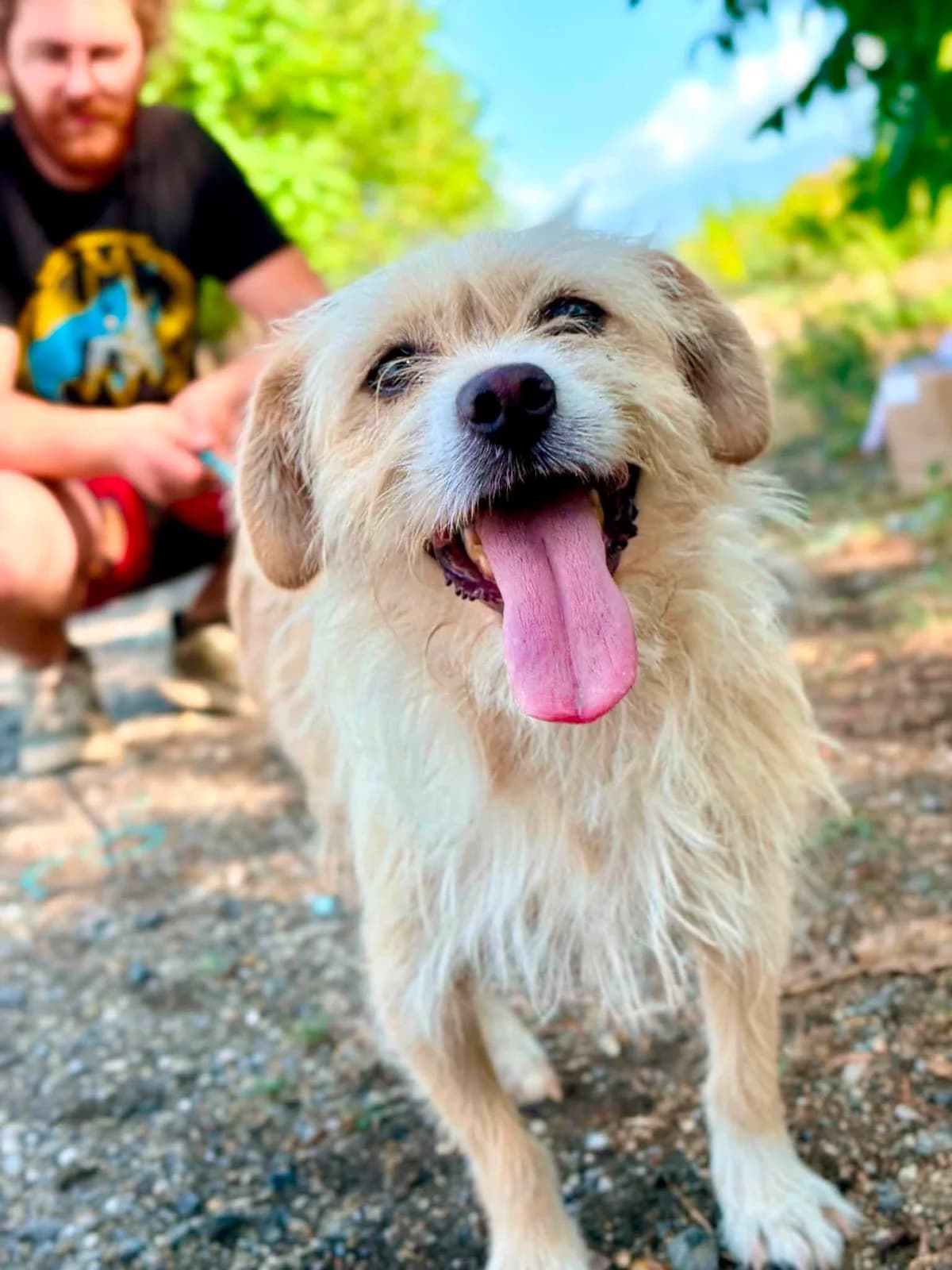 Minnie, female 5yo Mixed Breed for adoption at Stichting Dogs on a Journey