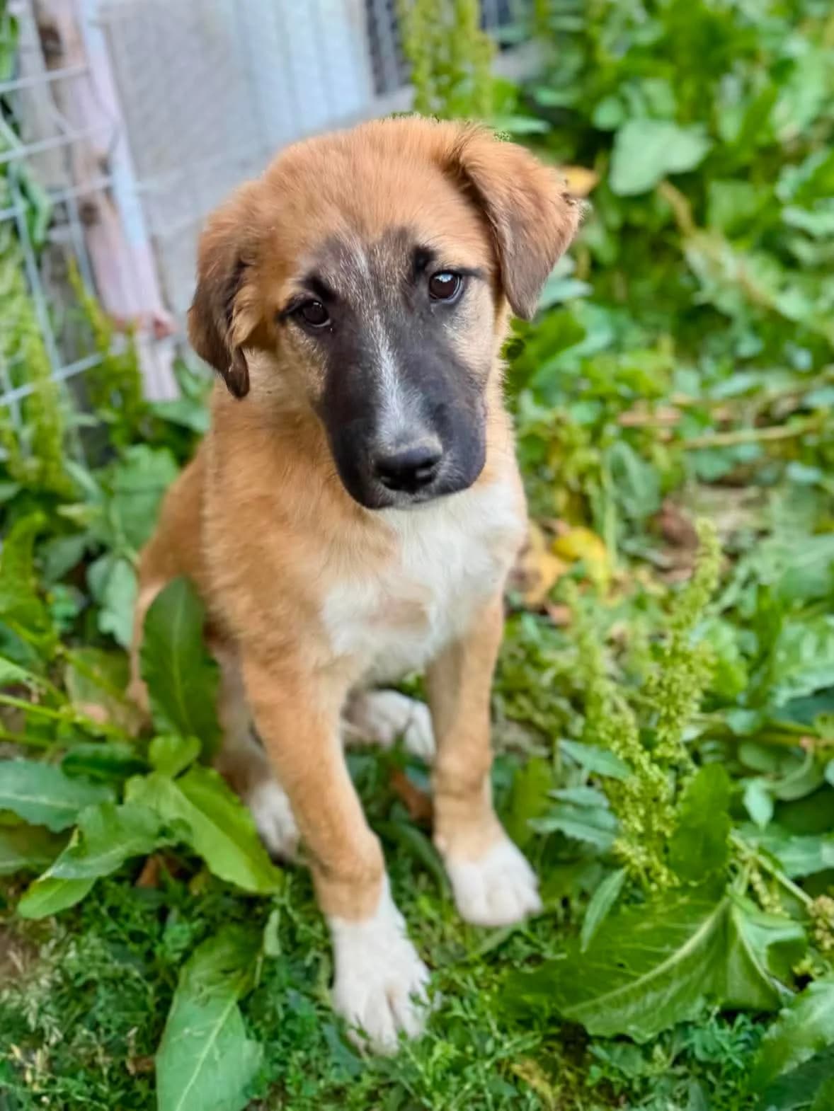 Mowgli, male puppy Mixed Breed for adoption at Stichting Dogs on a Journey