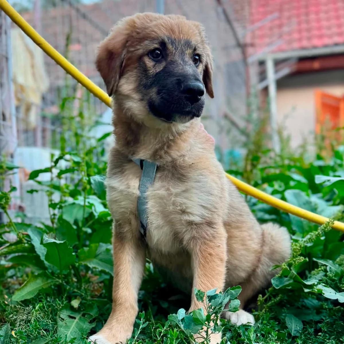 Nero, male Mixed Breed for adoption at Stichting Dogs on a Journey