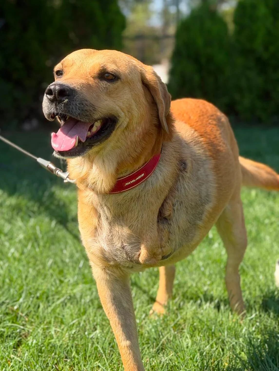 Norman, male 4yo Mixed Breed for adoption at Stichting Dogs on a Journey
