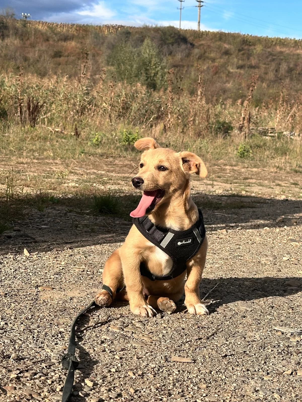 Norocel, male puppy Mixed Breed for adoption at Stichting Dogs on a Journey