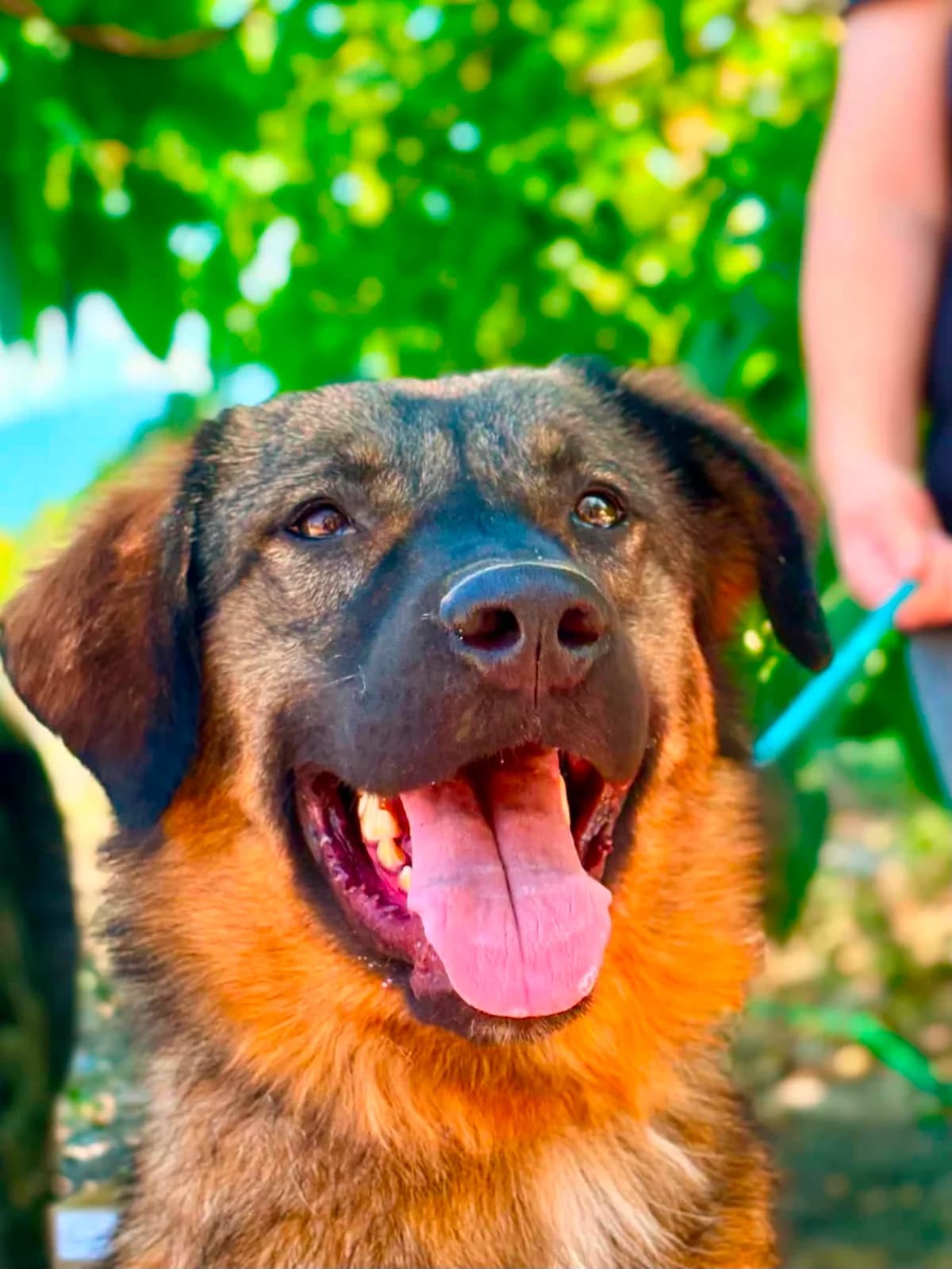 Robert, wit male young Mixed Breed for adoption at Stichting Dogs on a Journey