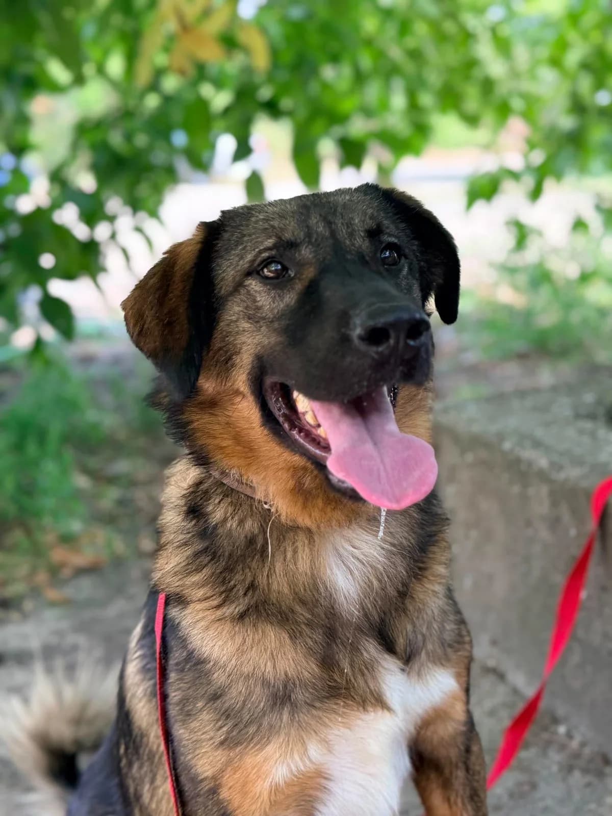 Robert, wit male young Mixed Breed for adoption at Stichting Dogs on a Journey