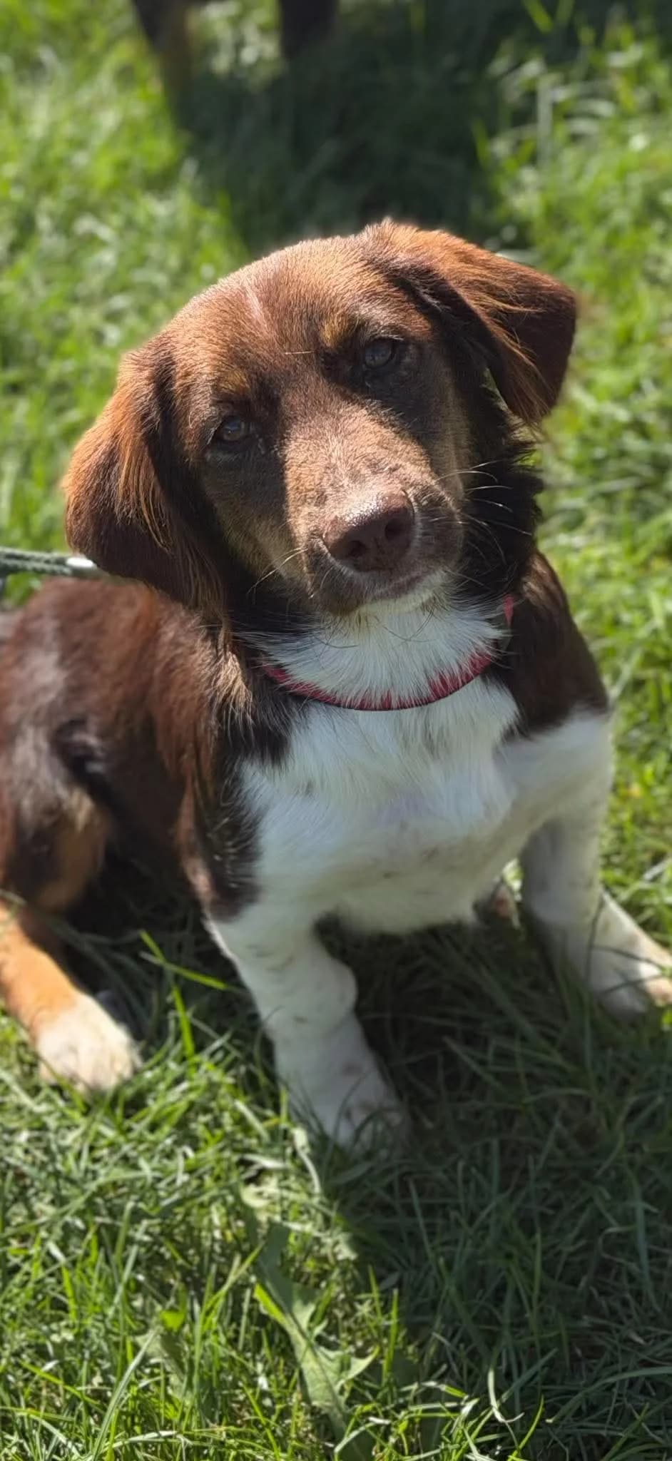 Romeo, male Mixed Breed for adoption at Stichting Dogs on a Journey