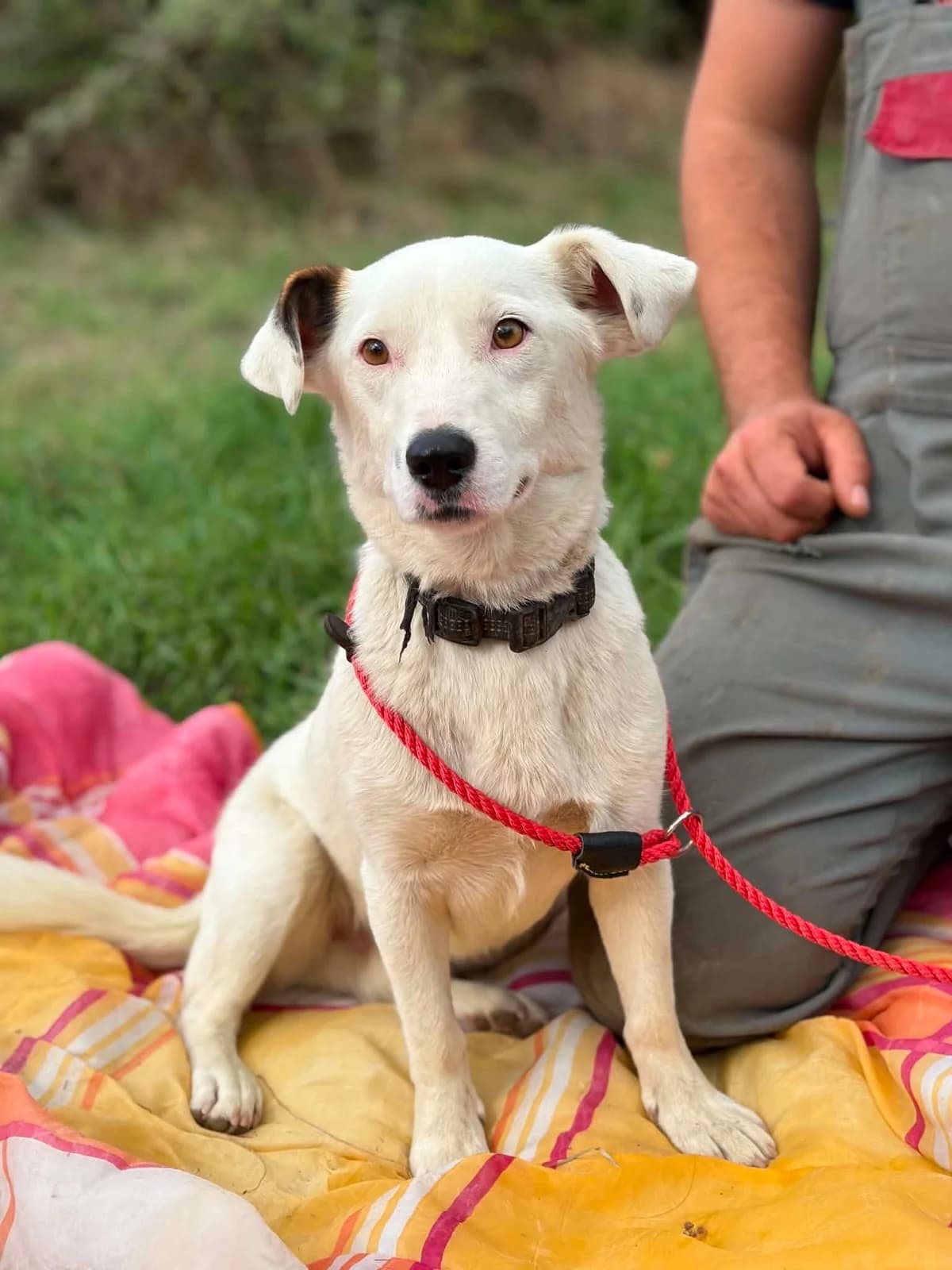 Shaggy, male 3yo Mixed Breed for adoption at Stichting Dogs on a Journey