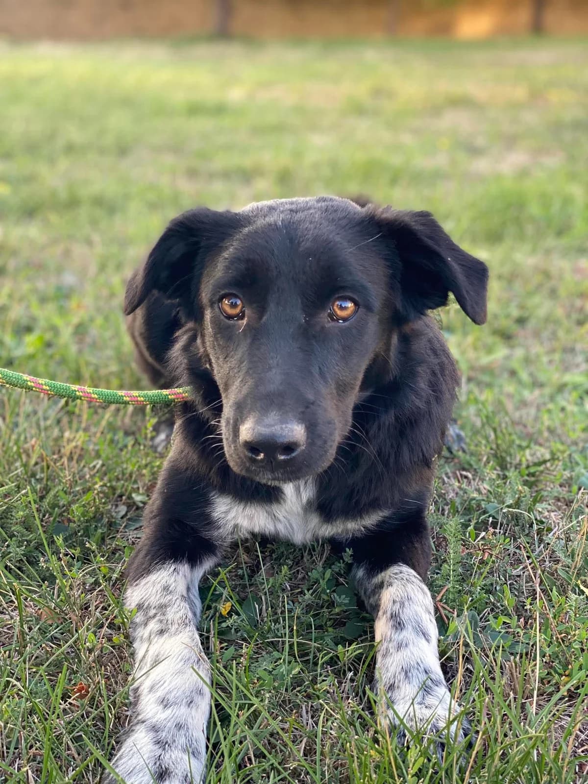 Sonja, female Mixed Breed for adoption at Stichting Dogs on a Journey
