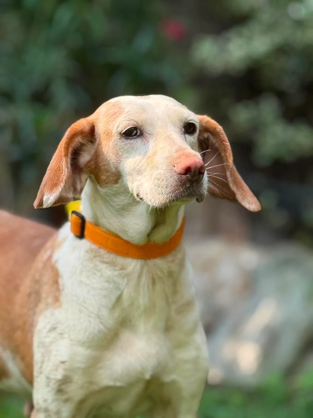 Soul, female senior Mixed Breed for adoption at Stichting Dogs on a Journey