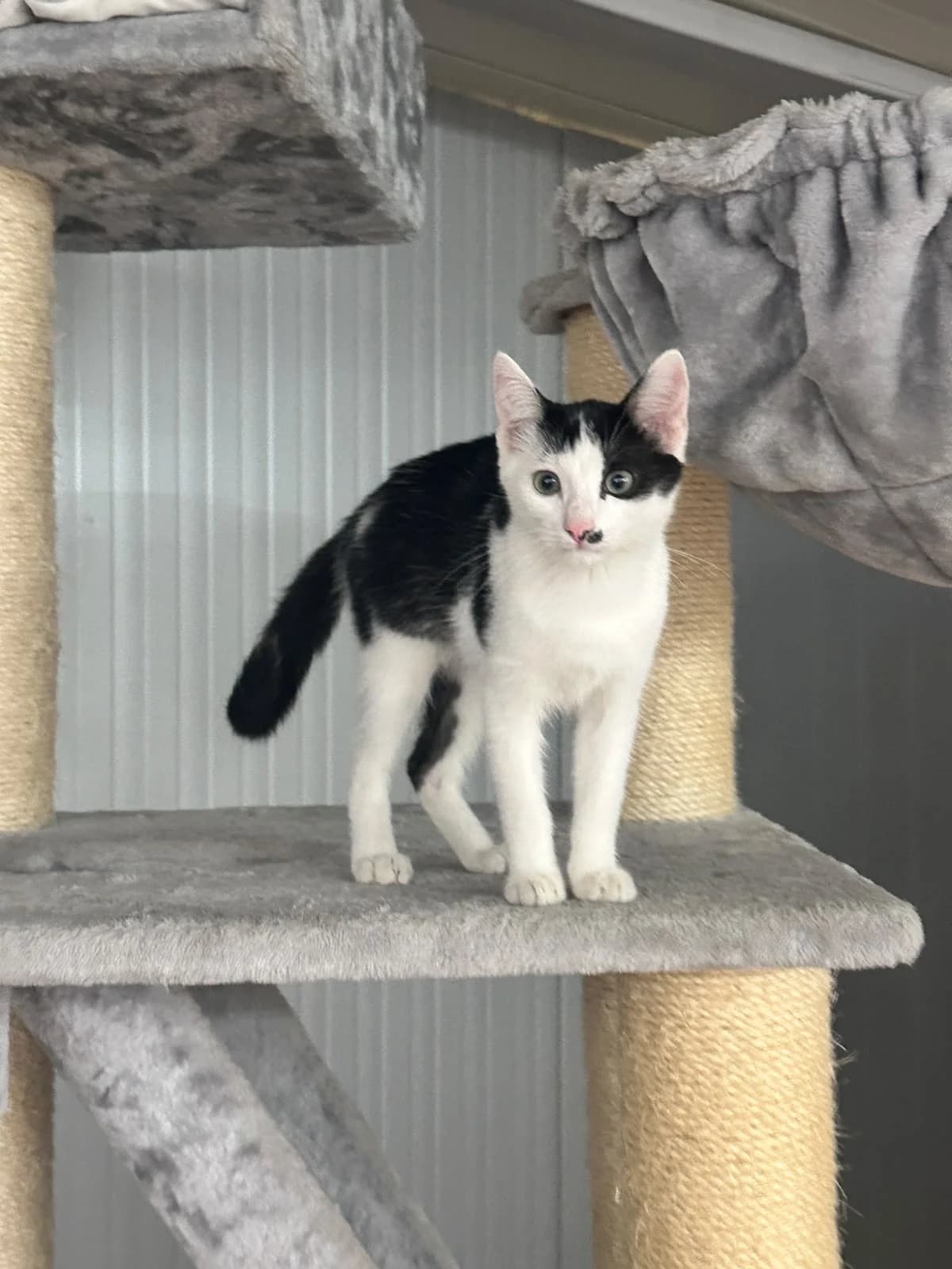 Thomas, male puppy Mixed Breed for adoption at Stichting Dogs on a Journey
