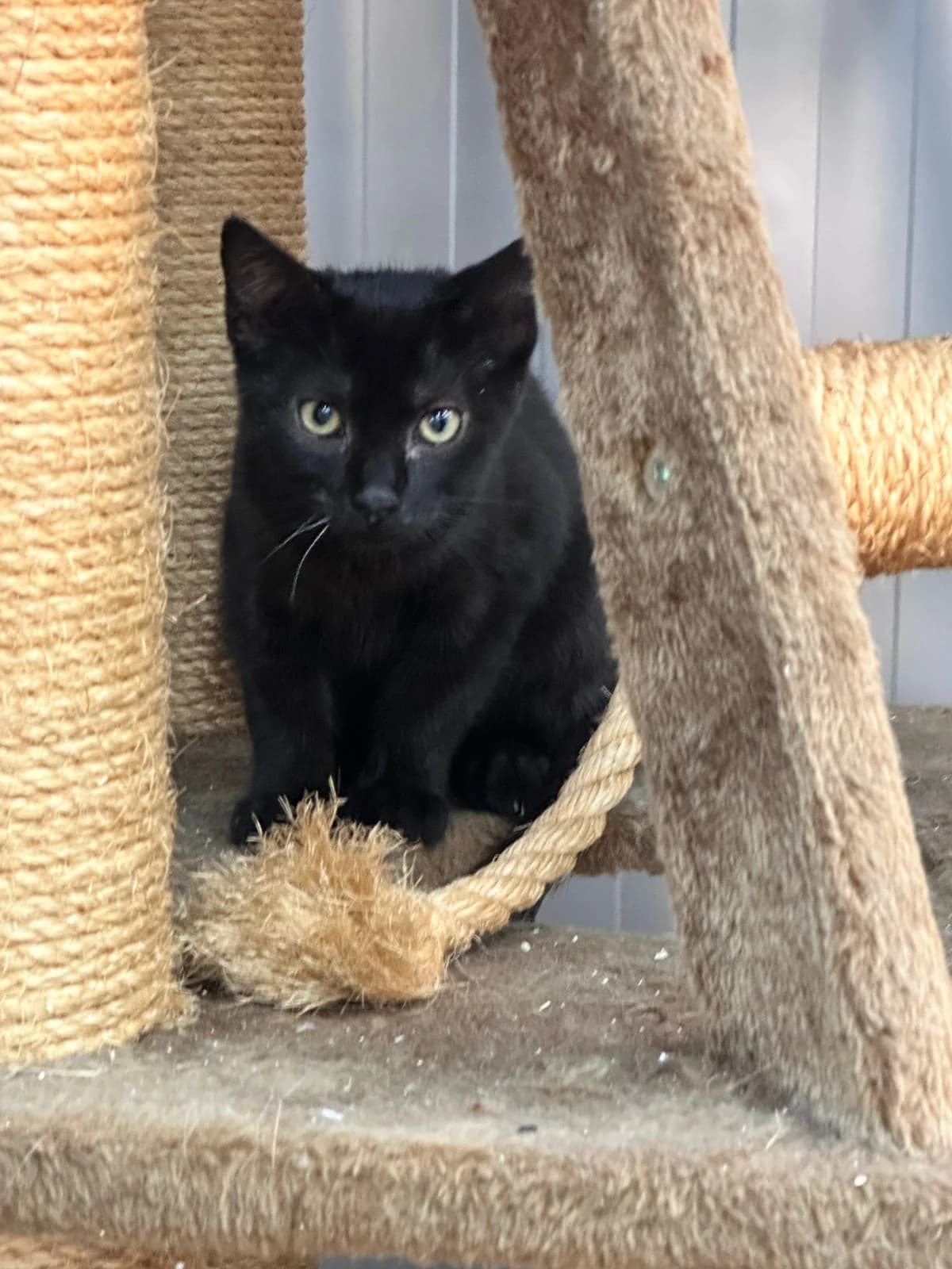 Zorro, male puppy Mixed Breed for adoption at Stichting Dogs on a Journey
