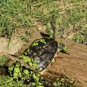Jos, mixed breed for adoption at Schildpaddenopvang Faunawatch